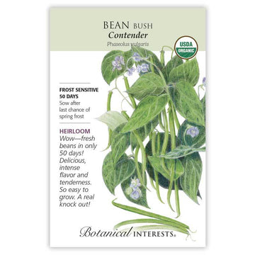 Bean Bush 'Contender'