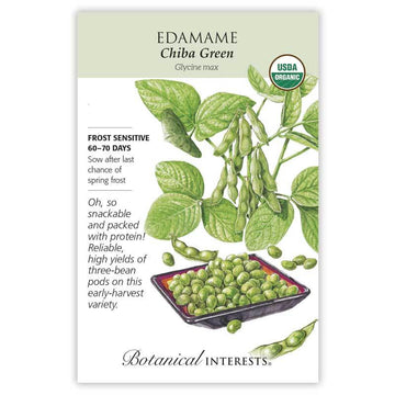 Edamame 'Chiba Green'