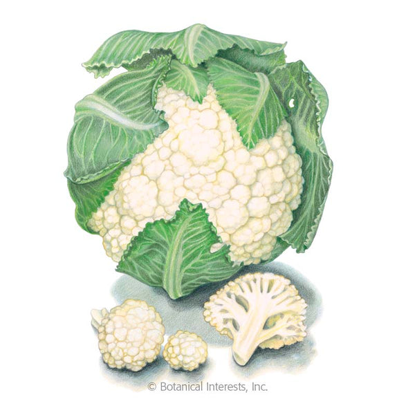 Cauliflower 'Snowball Y'