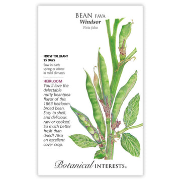 Bean 'Windsor Fava'