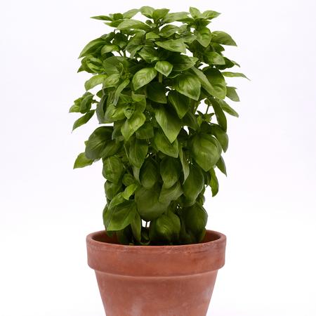 Basil Everleaf Emerald Tower