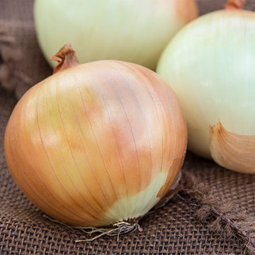 Onion 'Candy' Bunch Plants