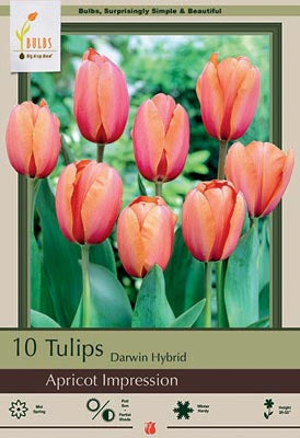 Tulip 'Apricot Impression'