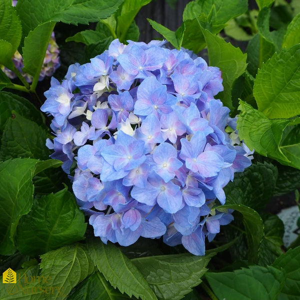 Hydrangea macrophylla 'Let's Dance Rhythmic Blue' | Pesches Flowers ...