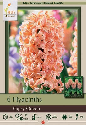 Hyacinth orientalis 'Gipsy Queen'