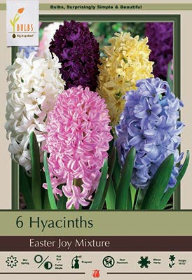 Hyacinth orientalis 'Easter Joy Mixture'