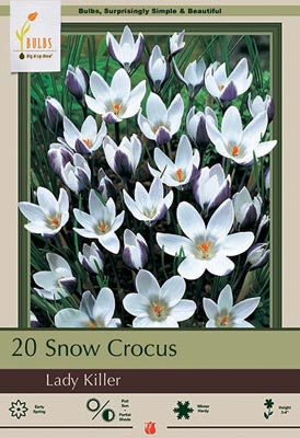 Crocus 'Lady Killer' Snow Crocus