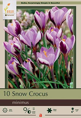 Crocus minimus 'Snow Crocus'