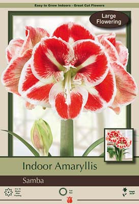 Amaryllis 'Samba'