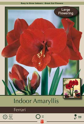 Amaryllis 'Ferrari'