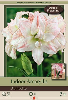 Amaryllis 'Aphrodite'