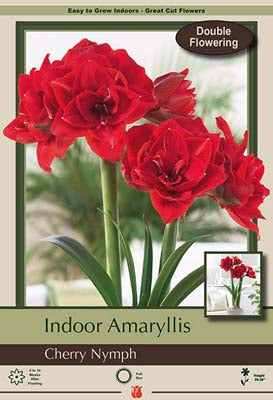 Amaryllis 'Cherry Nymph'