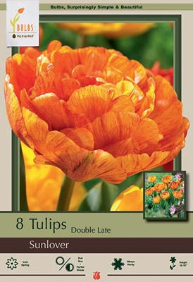 Tulip 'Sunlover'