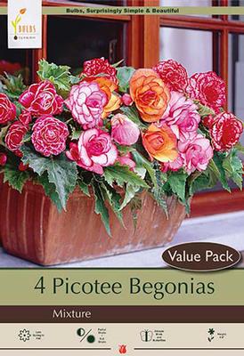 Begonia Picotee 'Bi-Color Mix'