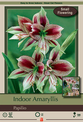 Amaryllis 'Papilio'