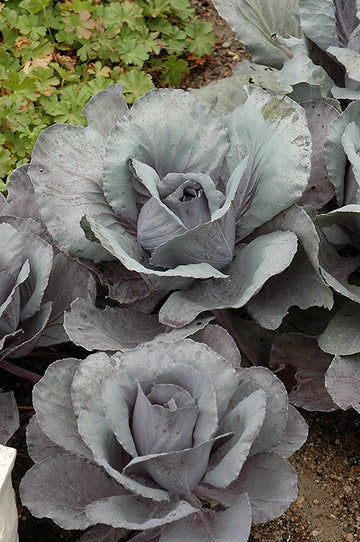 Cabbage 'Ruby Perfection' (6")