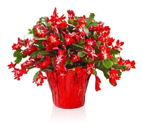 Holiday Cactus