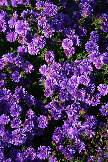 Henry I Blue Aster