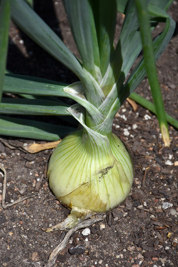 Onion 'Walla Walla' Bunch Plants