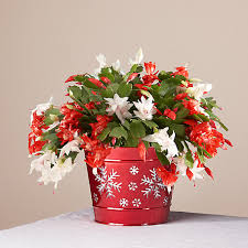 Holiday Cactus