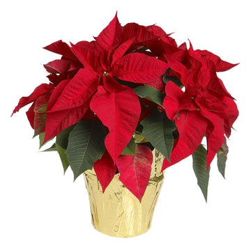 Poinsettia 10"