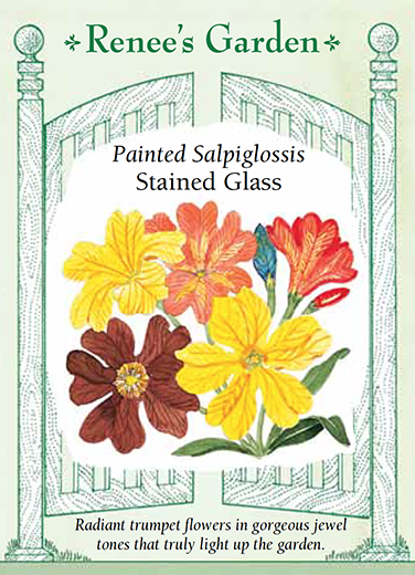 Salpiglossis 'Stained Glass'