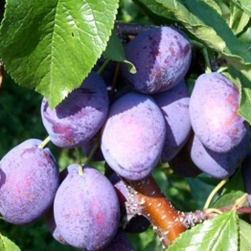 Plum - Prunus domestica 'Stanley'