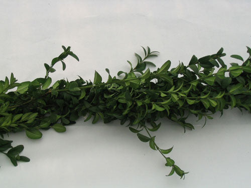 Fresh Greens Garland