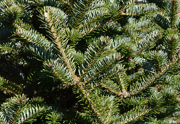 Fresh Frasier Fir Christmas Tree