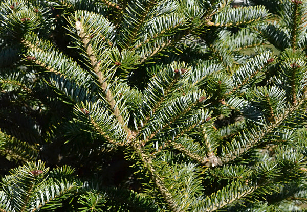 Fresh Frasier Fir Christmas Tree