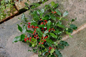 Fresh Christmas Greens/Bunches