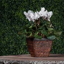 Cyclamen in Basket