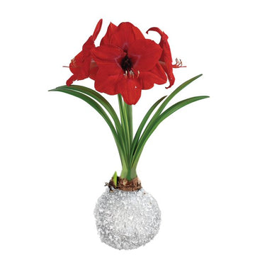 Wax Amaryllis - Silver Glitter