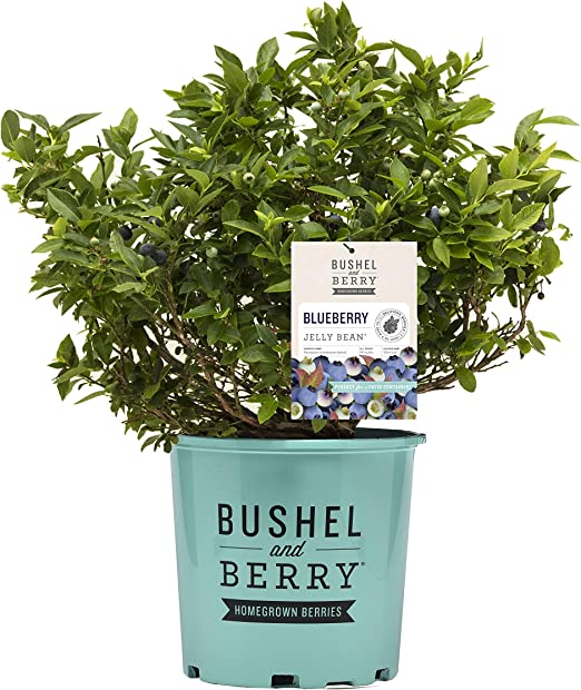 Blueberry - Vaccinium corymbosum 'Silver Dollar'